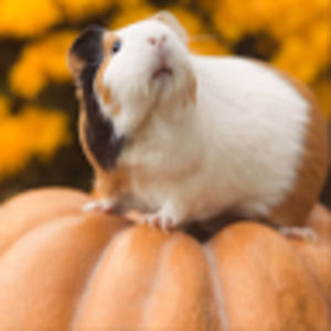 Meet your Posher, The guinea pig show
